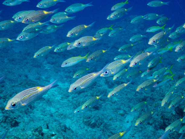 istock Striped large-eye bream
and Yellowfin goatfish flock together 1936494179