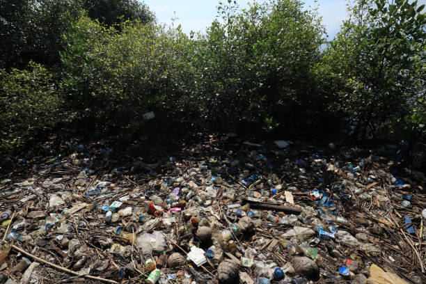 istock Plastic waste and bottles are strewn on the beach 1936512270