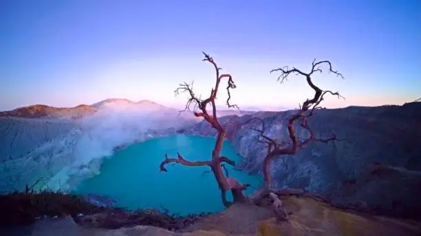 Deadwood leafless trees at Kawah Ijen volcano with turquoise sulfur water lake at sunrise.  Panoramic view of East Java, Indonesia.  Natural landscape background.