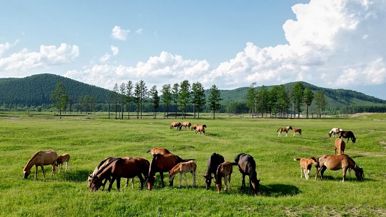 内蒙古呼伦贝尔草原上遇见马群，正在吃草