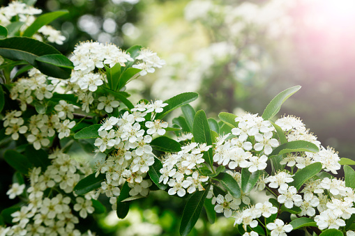 Beautiful little white flowers growing among green leaves on a bush.