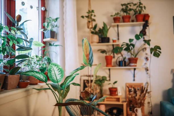 istock plants in the living room 1936532521