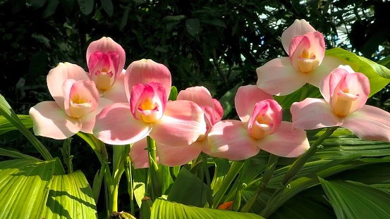 beautiful pink orchid flower stock photo