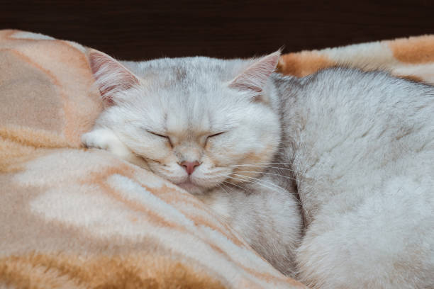 istock A silvery British breed cat is sleeping in close-up on a bed with its head on a pillow. Pets at home 1936545114