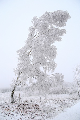 Paisaje nevado con un árbol en primer plano
