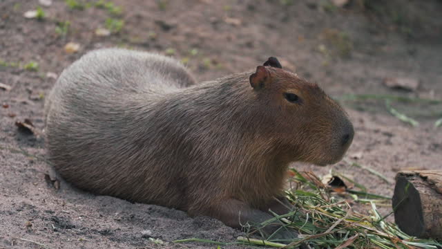 Capybara eating grass