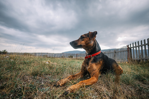 Doberman Pinscher sitting, isolated on white