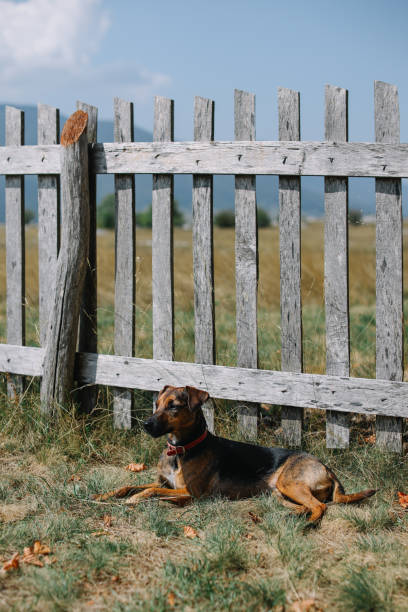 istock pet dog relaxing in the yard 1936580720