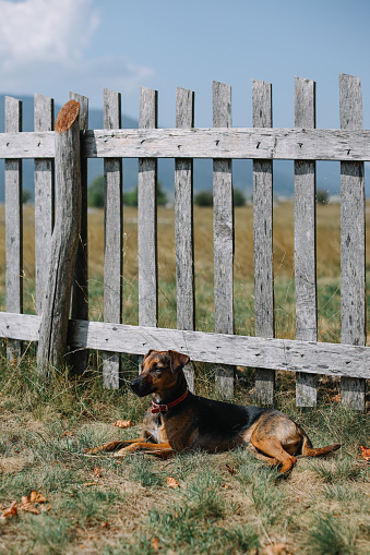 pet dog relaxing in the yard on a sunny day.