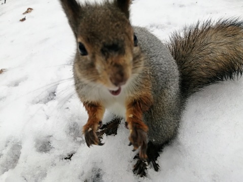Funny squirrel is surprised sitting on the wet snow in the forest