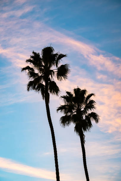 istock Two Palm Trees in Silhouette - Color Portrait Format 1936610179
