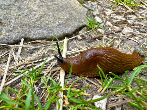 istock A brown snail without a house crawls on the ground 1936615888