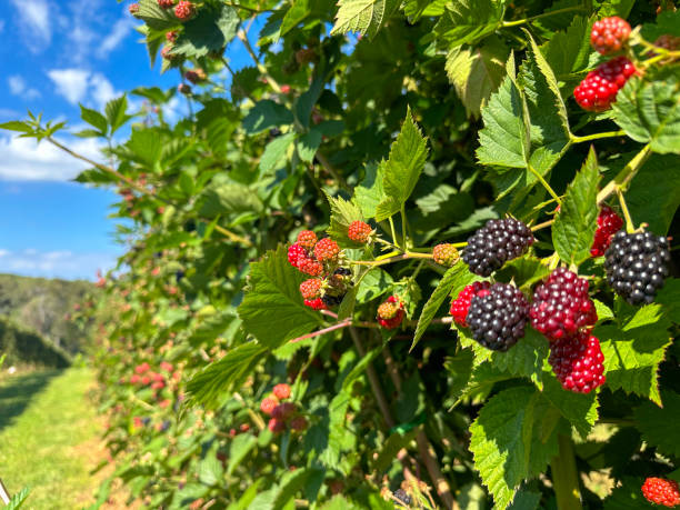 istock Blackberry crop on a farm 1936620039