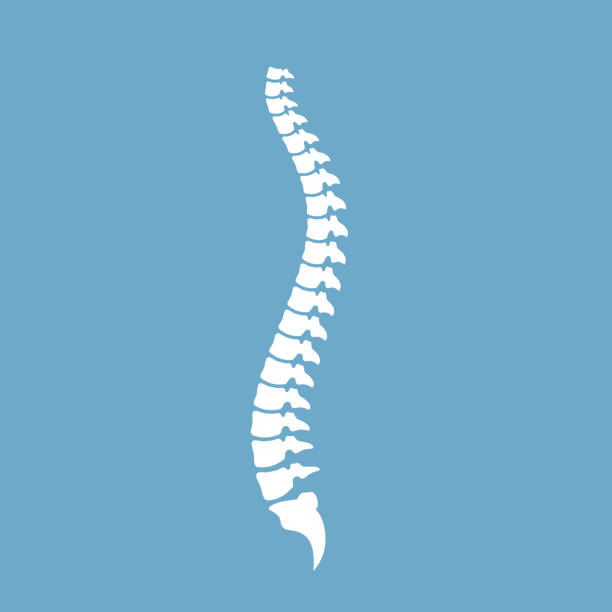 Spinal cord or vertebral column vector icon Strong healthy spinal cord vector icon over blue background spinous process stock illustrations