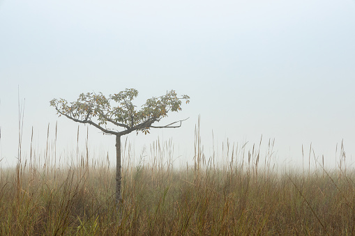 Solitary tree in the misty grasslands of Chitwan National Park