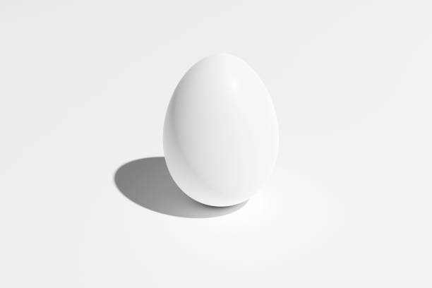 white chicken egg - eggs new life shape animals and pets - fotografias e filmes do acervo