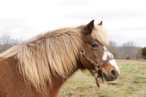 istock Charming Shetland pony on a picturesque farm 1936659632