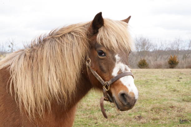 istock Charming Shetland pony on a picturesque farm 1936659634