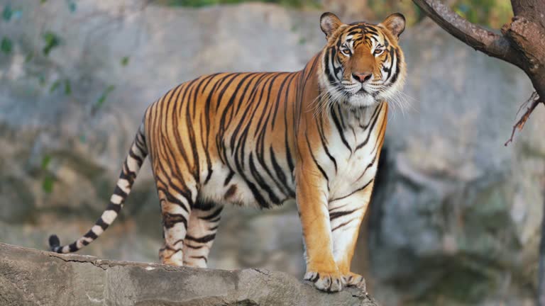 Indochinese tiger on the rocks