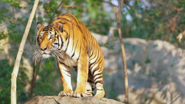 Indochinese tiger on the rocks