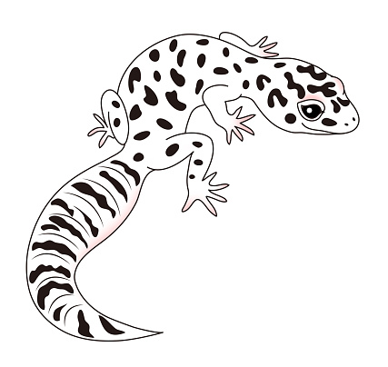 Stylish reptile, leopard geckos, leopard lizard, Mack Snow, Illustration.