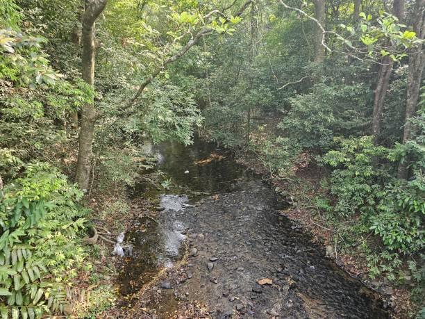 istock Stream flowing through the forest in kerala,India. 1936694430