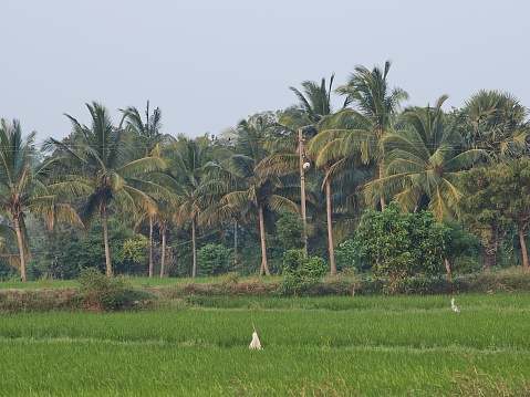Green rice paddy fields in Palakkad, Kerala India.