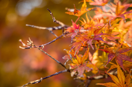 Autumn background. Blurry background with colorful leaves, backlit by sunlight