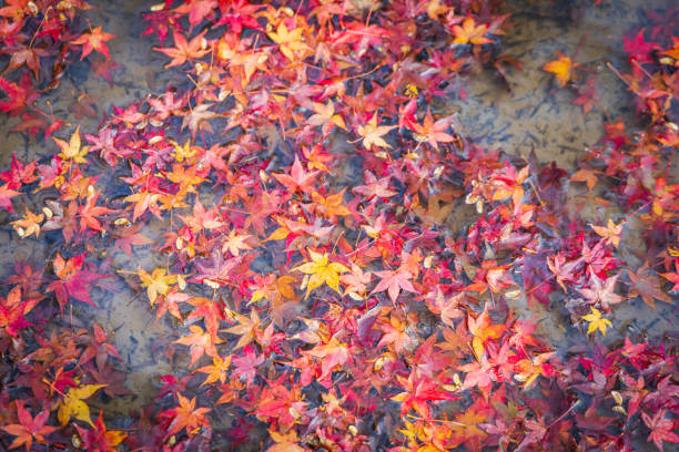 istock The colorful maple leaves from autumn foliage 1936705454