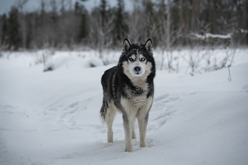 Husky dog walking in the forest in nature in winter. High quality photo