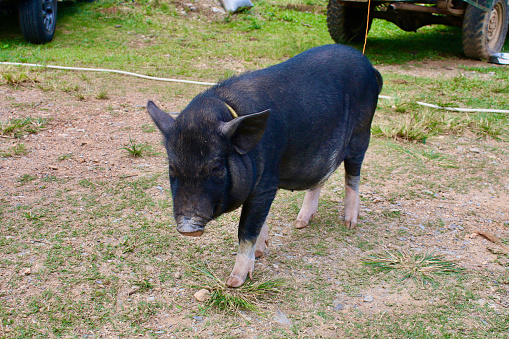 A black pig stands on the ground among green grass.