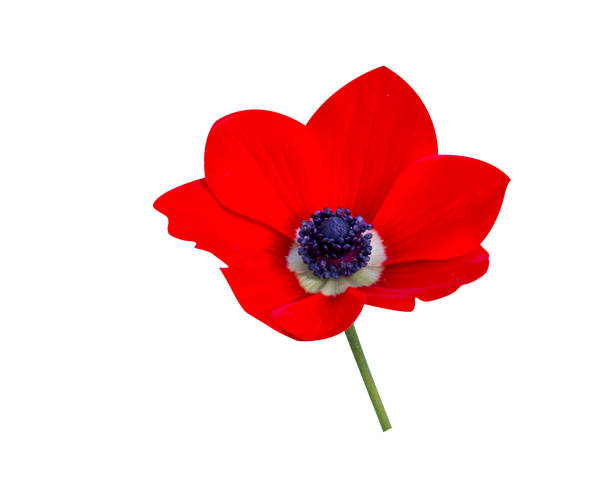 Anemone coronaria, poppy anemone or Spanish marigold, is a herbaceous perennial tuberous plant and used in traditional medicine.