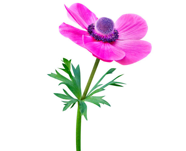 istock Anemone coronaria, poppy anemone or Spanish marigold 1936739970