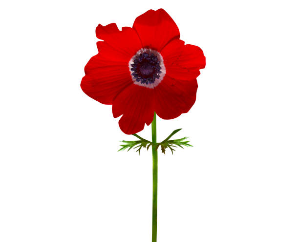 istock Anemone coronaria, poppy anemone or Spanish marigold 1936740492