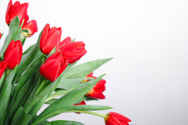 Red tulip flowers on white background with copy space for text.