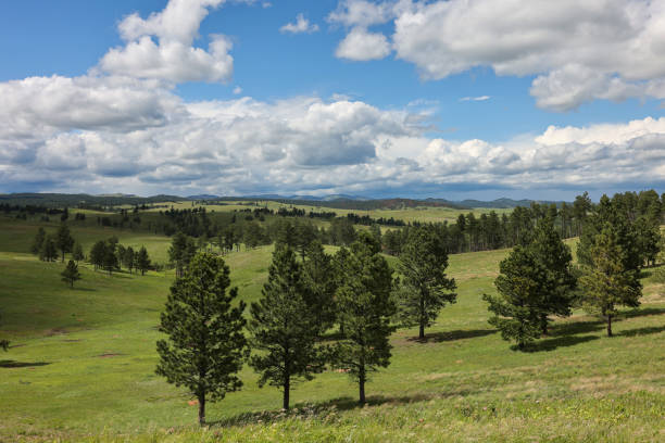 Tree-dotted prairie under white clouds and blue sky in Wind Cave National Park, Hot Springs, South Dakota