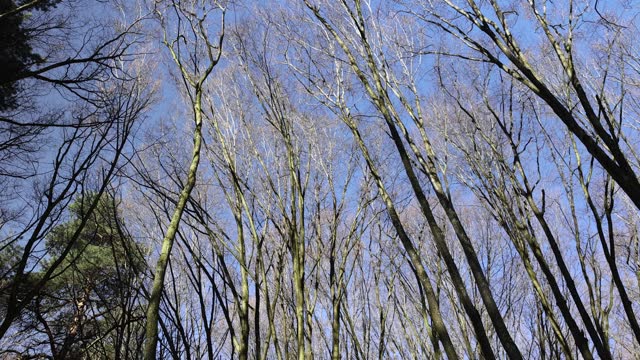 the tops of various deciduous trees in the spring season