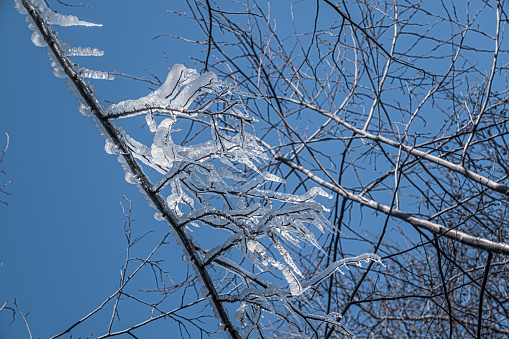 Tree branch covered with ice. Glaciated tree branches, consequences after freezing rain.
