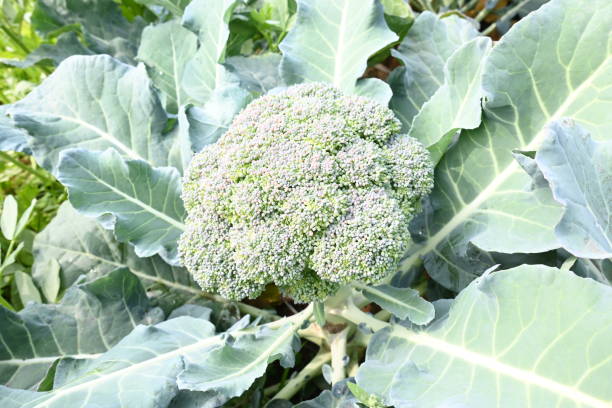 istock Broccoli in organic vegetable garden. 1936765966