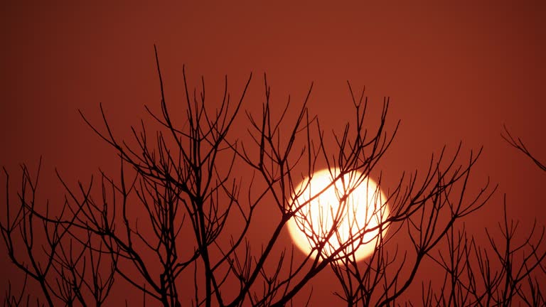 Winter dusk scene. Sunset behind the tops of tree branches.