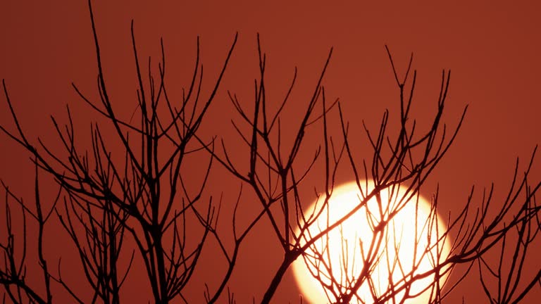 Winter dusk scene. Sunset behind the tops of tree branches.