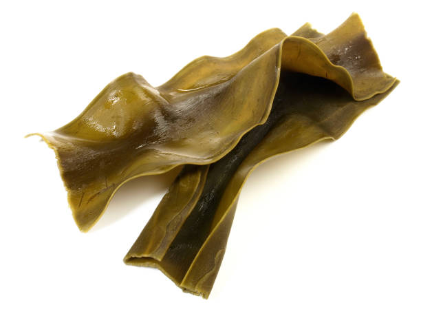 istock Soaked Kombu - Seaweed isoladet on white background 1936813167