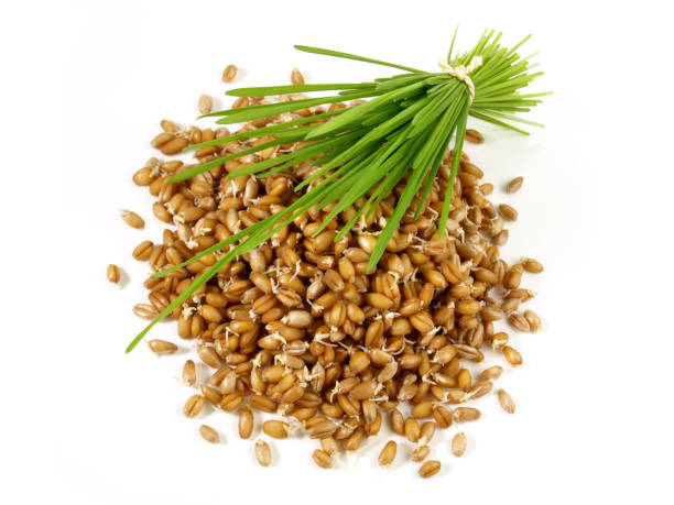 istock Wheatgrass Seedlings - Healthy Nutrition 1936815819