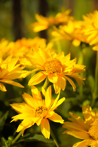 A close-up of a yellow False Sunflower.