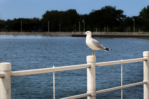 A landscape of a Seagull with water in the background.