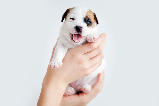 Happy Small Puppy Smiling and looking at camera. Woman holding little dog in hands