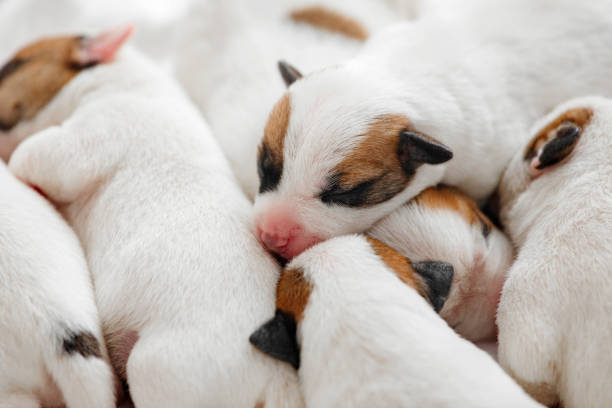 istock Group of Newborn Puppies lying on blanket 1936827330