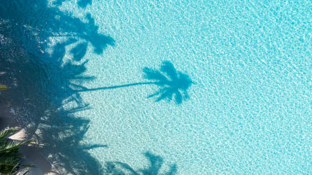 istock Summer palm tree  and Tropical beach with blue  of seashore background 1936828931