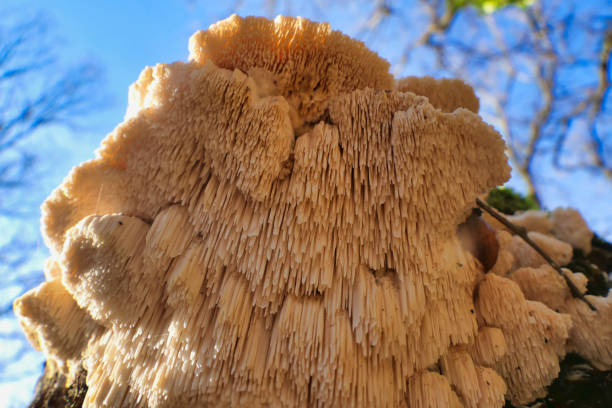 Hericium cirrhatum Hericium cirrhatum (Tiered Tooth Fungus) found growing 20 feet up an oak tree. A rare edible fungus with good medicinal properties. hedgehog mushroom stock pictures, royalty-free photos & images
