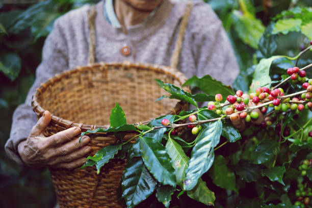 istock Farmer with basket in hand to harvest coffee beans 1936838362